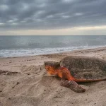 A sea turtle boom may be hiding a population collapse