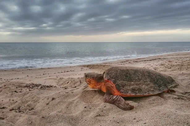 A sea turtle boom may be hiding a population collapse