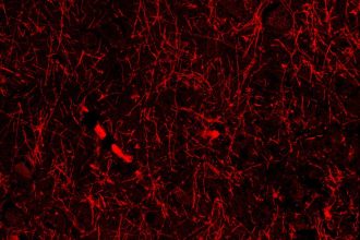 Accidental discovery hints at mystery structures within our brain