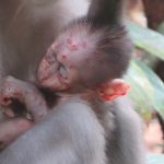 An African monkey ate a rope squirrel and came down with mpox