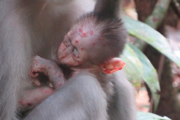 An African monkey ate a rope squirrel and came down with mpox