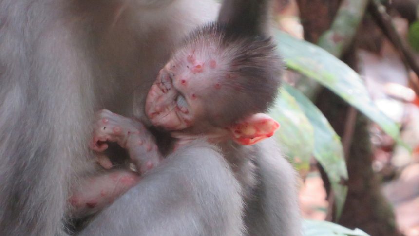 An African monkey ate a rope squirrel and came down with mpox