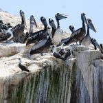 Ancient Peruvian civilisation grew mighty by harvesting guano