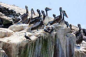 Ancient Peruvian civilisation grew mighty by harvesting guano