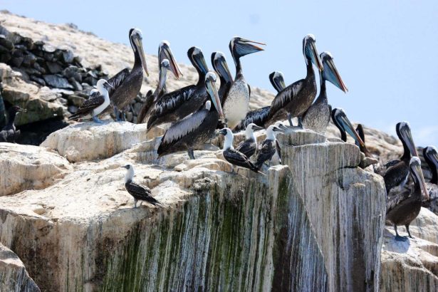 Ancient Peruvian civilisation grew mighty by harvesting guano
