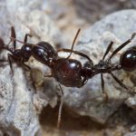 Ants attack their nest-mates because pollution changes their smell