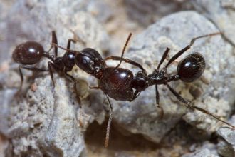 Ants attack their nest-mates because pollution changes their smell