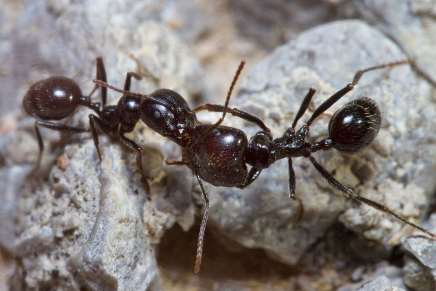 Ants attack their nest-mates because pollution changes their smell
