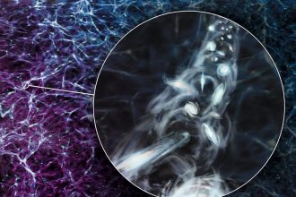 Astronomers spot one of the largest spinning structures in the universe