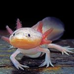 Axolotls can regenerate their thymus, a complex immune system organ