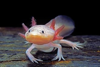 Axolotls can regenerate their thymus, a complex immune system organ