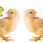 Baby chicks pass the ‘bouba-kiki’ test, challenging a theory of language evolution