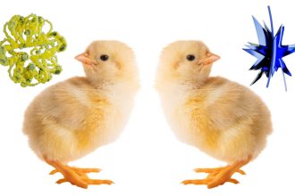 Baby chicks pass the ‘bouba-kiki’ test, challenging a theory of language evolution