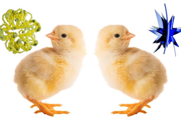 Baby chicks pass the ‘bouba-kiki’ test, challenging a theory of language evolution