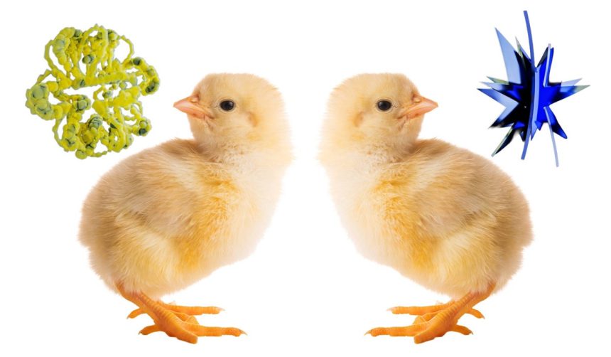 Baby chicks pass the ‘bouba-kiki’ test, challenging a theory of language evolution