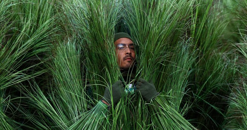 Bad Bunny Halftime Show Extra Spills On His Time Inside The Grass At Super Bowl