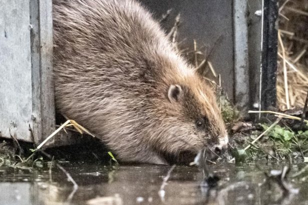 Beavers go wild