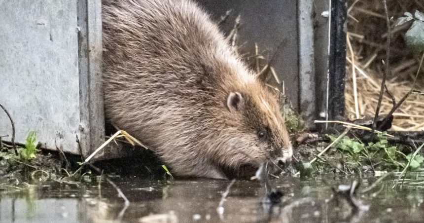 Beavers go wild