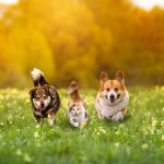 Best pet insurance discounts 2026