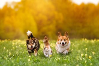 Best pet insurance discounts 2026