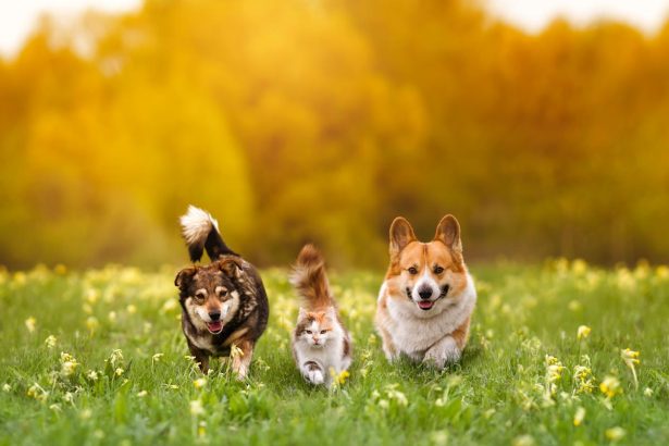 Best pet insurance discounts 2026