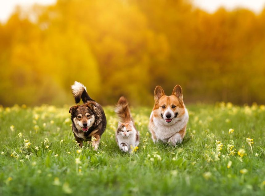 Best pet insurance discounts 2026