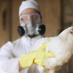 Bird Flu Is Back. Here’s What You Need To Know.