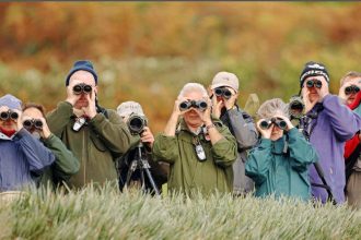 Birdwatching may reshape the brain and build its buffer against ageing