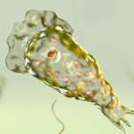 Brain-Eating Amoebas May Pose a Growing Global Threat, Scientists Warn : ScienceAlert