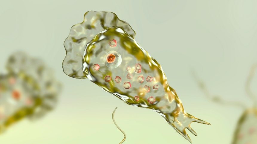 Brain-Eating Amoebas May Pose a Growing Global Threat, Scientists Warn : ScienceAlert