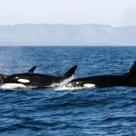 Cannibalism may explain why some orcas stay in family groups