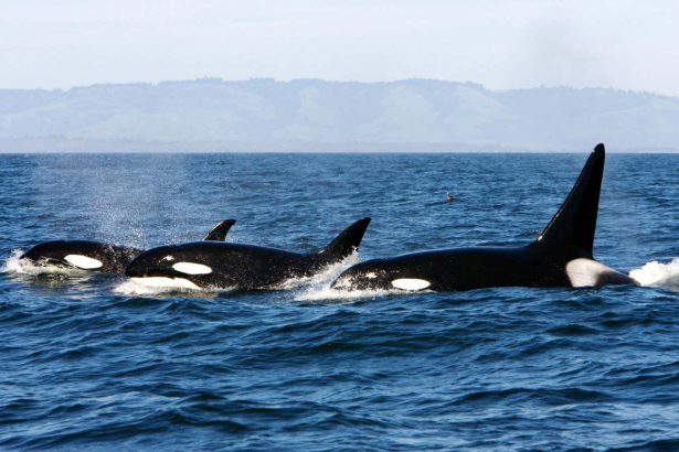 Cannibalism may explain why some orcas stay in family groups