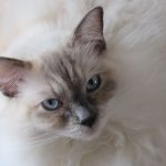 Cats’ cancer genes show striking similarity to humans’