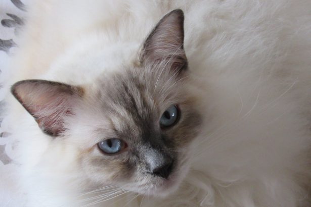 Cats’ cancer genes show striking similarity to humans’