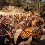 Climate change could threaten monarch mass migration