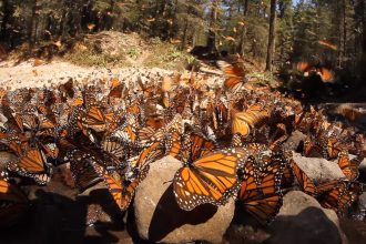 Climate change could threaten monarch mass migration