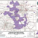Colorado wolves push farther into southern Front Range, new map shows