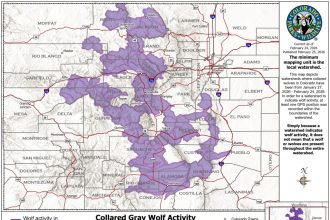 Colorado wolves push farther into southern Front Range, new map shows