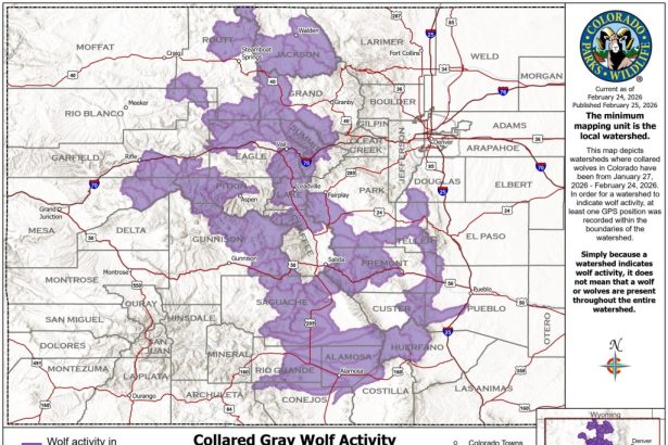 Colorado wolves push farther into southern Front Range, new map shows