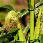 Corn Slipping Back on Thursday