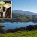 ‘Death cap’ mushrooms claim four lives in California amid weather-fueled bloom of toxic fungi