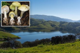 ‘Death cap’ mushrooms claim four lives in California amid weather-fueled bloom of toxic fungi