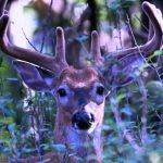 Deer Create Mysterious Ultraviolet Signals That Glow in Forests : ScienceAlert