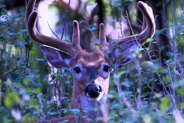 Deer Create Mysterious Ultraviolet Signals That Glow in Forests : ScienceAlert