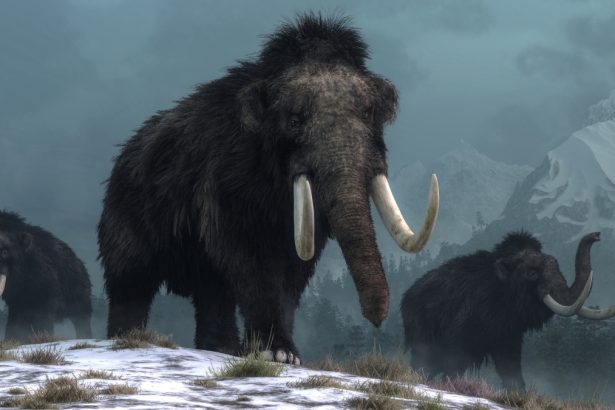 Discovery of Mammoth Ivory Tools Resets Human Timeline in North America : ScienceAlert