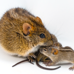 Doting male mouse dads share a genetic signature, new study finds