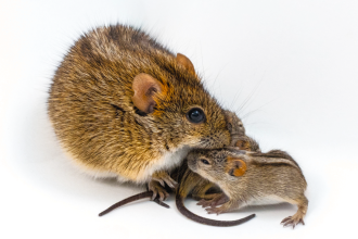 Doting male mouse dads share a genetic signature, new study finds