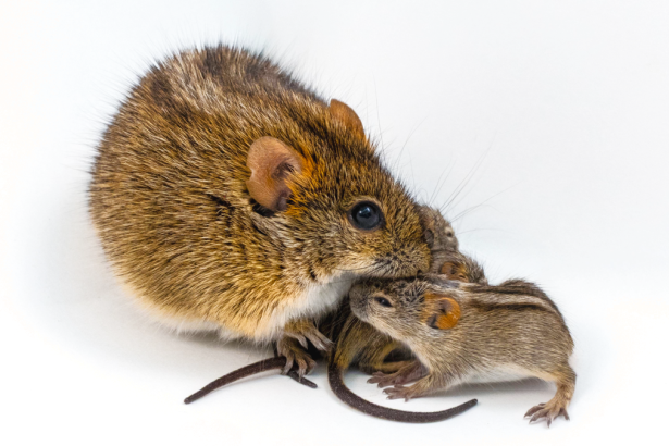 Doting male mouse dads share a genetic signature, new study finds