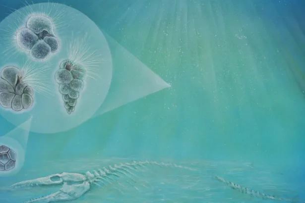 Evolution didn’t wait long after the dinosaurs died