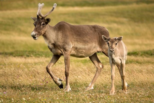 Female caribou grow antlers as a built-in postbirthing snack